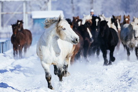 running horse in winter hokkaidoの写真素材