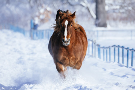 running horse in winter hokkaidoの写真素材