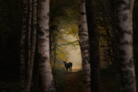 Deer in a beautiful forestの写真素材
