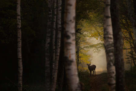 Deer in a beautiful forestの写真素材