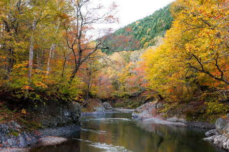 Beautiful autumn landscape with colorful trees and river in the forest.の写真素材