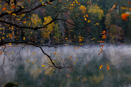 white birch in autumn hokkaido