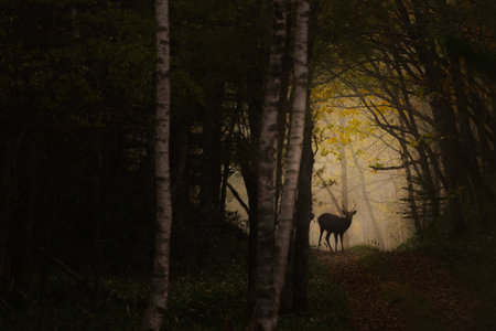 Deer in a beautiful forestの写真素材
