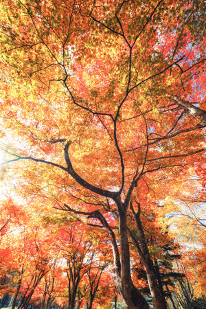 autumn leaves in shikaoi hokkaido