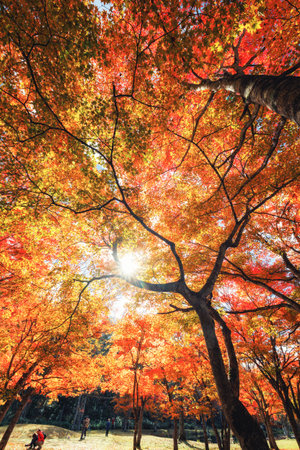 Autumn maple leaves in the park with sunbeams and lens flareの写真素材