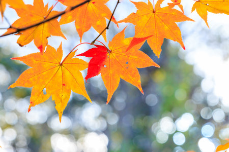 Maple leaves in autumn season with bokeh background, Japan