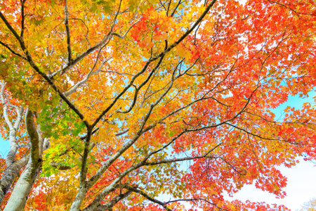 Maple tree with red and yellow leaves at autumn season in Japan