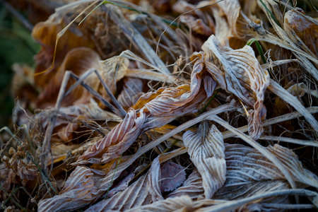 Frozen leaves on the ground in autumn, close-up.の写真素材