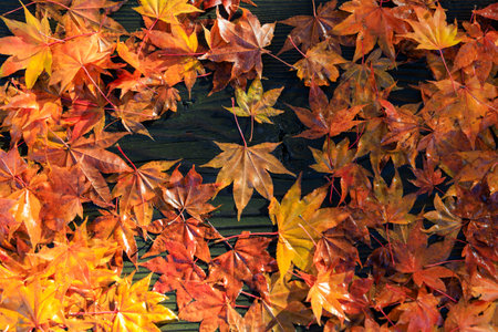 Autumn maple leaves on black wooden background. Top view, copy space