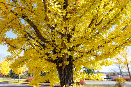 Ginkgo tree with yellow leaves in autumn, New York.