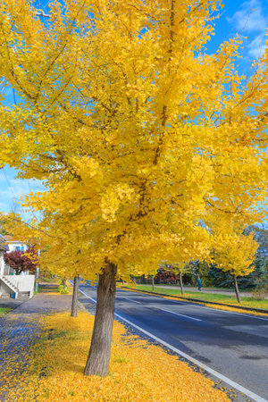 gingko tree lined street in hokkaido