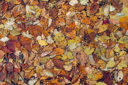 autumn leaves on small pond