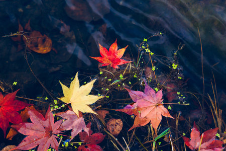 autumn leaves on small pondの写真素材