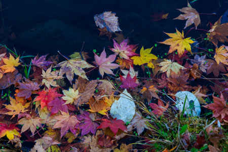 autumn leaves on small pond