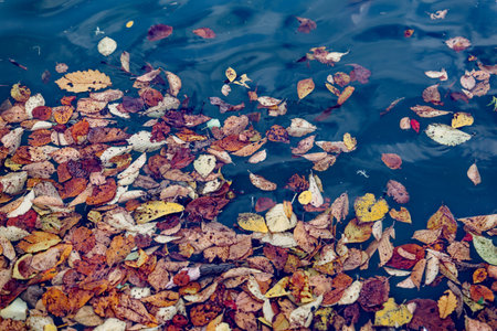 autumn leaves on small pondの写真素材