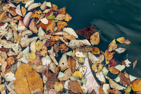 autumn leaves on small pondの写真素材