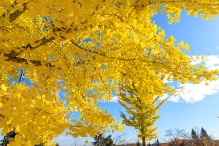 Yellow ginkgo leaves with blue sky background in autumn, Japanの写真素材