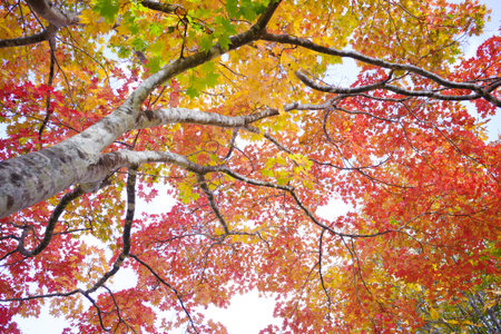 Maple tree with red and yellow leaves in autumn season, Japanの写真素材