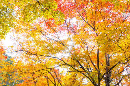 Beautiful Colorful Autumn Leaves in the park,Nature background.の写真素材