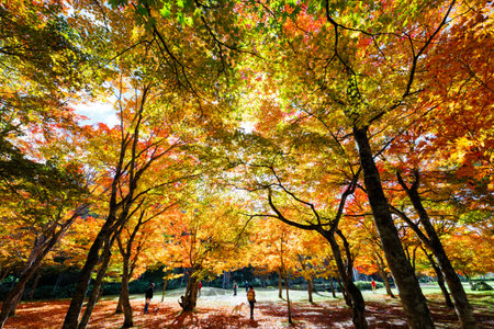 Autumn leaves in the park, autumn season in japan.の写真素材
