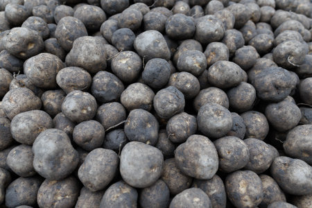 Potatoes background. Potatoes texture. Potatoes background. Potatoes backgroundの写真素材