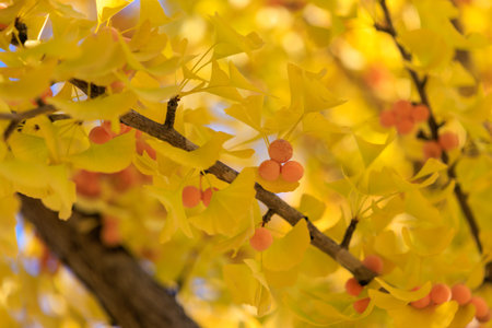Branch of ginkgo tree with yellow leaves and orange berries