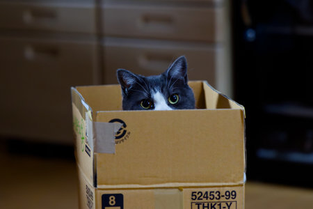 Cat in a cardboard box on the floor. Selective focus.