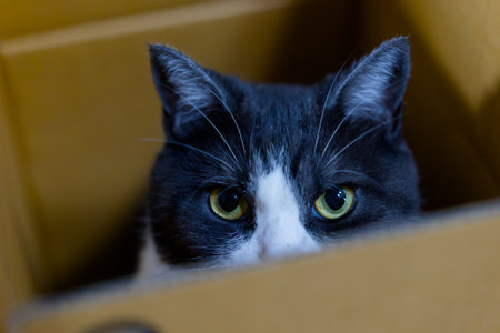 Black and white cat sitting in a cardboard box looking at the cameraの写真素材