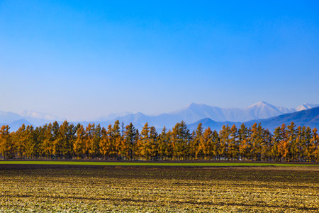forest of pine in autumnの写真素材