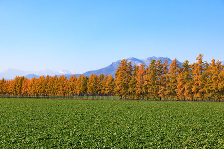 forest of pine in autumnの写真素材