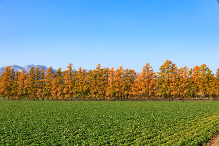 forest of pine in autumnの写真素材