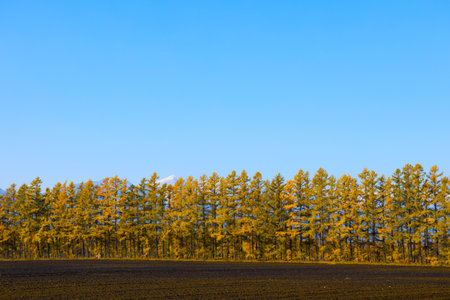 windproof forest of pine in autumnの写真素材