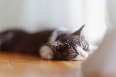 Cute cat sleeping on the floor at home. Shallow depth of fieldの写真素材