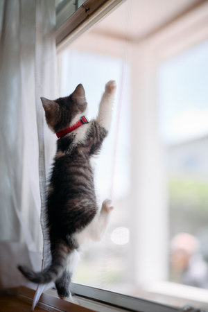 Cute little kitten playing on the windowsill at home. Animal conceptの写真素材
