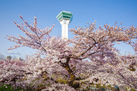 goryokaku tower and cherry blossomsの写真素材
