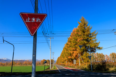 Larch windbreak and straight roadの写真素材