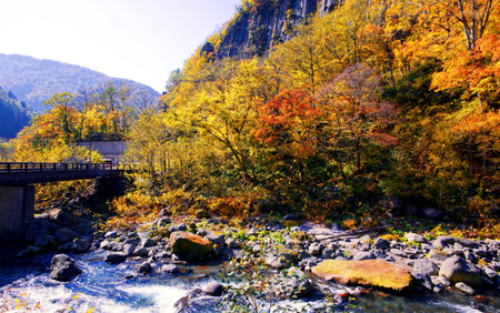 Autumn leaves  in tenninkyo hokkaido