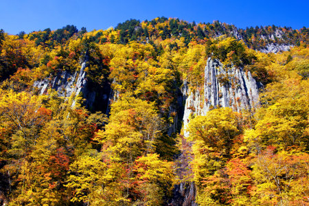 Autumn leaves  in tenninkyo hokkaidoの写真素材