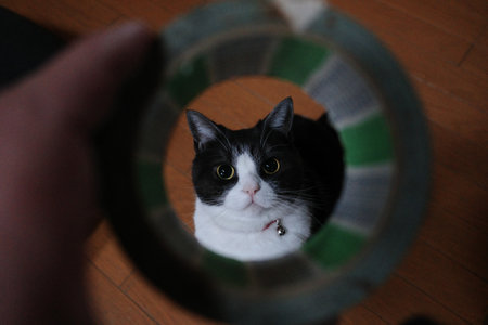 cute cat looking at you