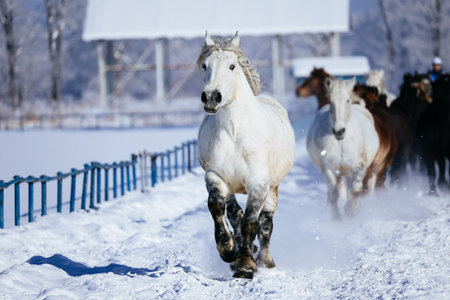 running horse in winter hokkaido