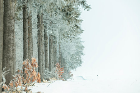 windproof forest in winter hokkaidoの写真素材