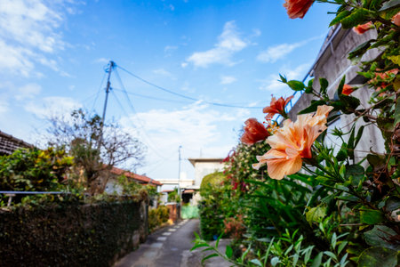 Hibiscus blooming in the city areaの写真素材