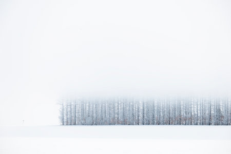 windproof forest in winter hokkaidoの写真素材
