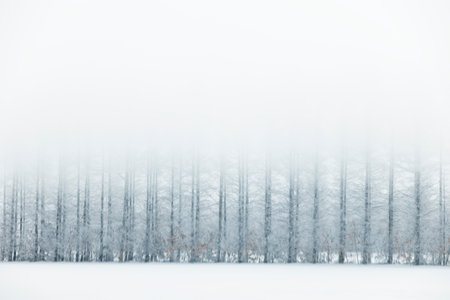 windproof forest in winter hokkaidoの写真素材