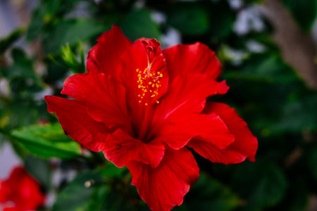 Hibiscus blooming in the city area
