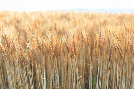 wheat field in summer hokkaidoの写真素材