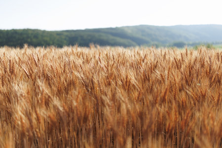 wheat field in summer hokkaidoの写真素材