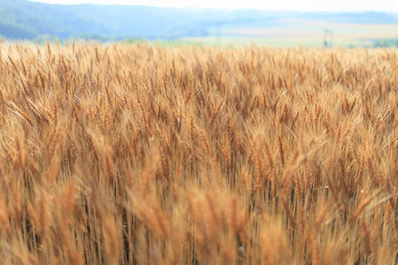 wheat field in summer hokkaidoの写真素材