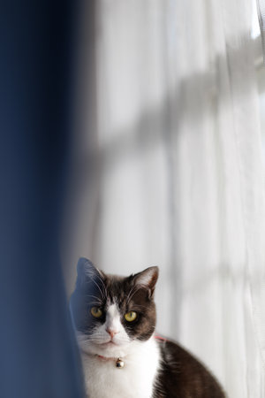 Cat looking out of the window. Selective focus on the cat.の写真素材