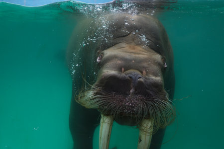 walrus swimming in the sea, closeup of head and neckの写真素材